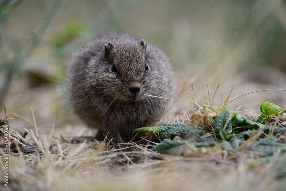 Desert Cavi, Lihue Calel National Park, La Pampa Province, Patagonia , Argentina Desert Cavi, Lihue Calel National Park, La Pampa Province, Patagonia , Argentina