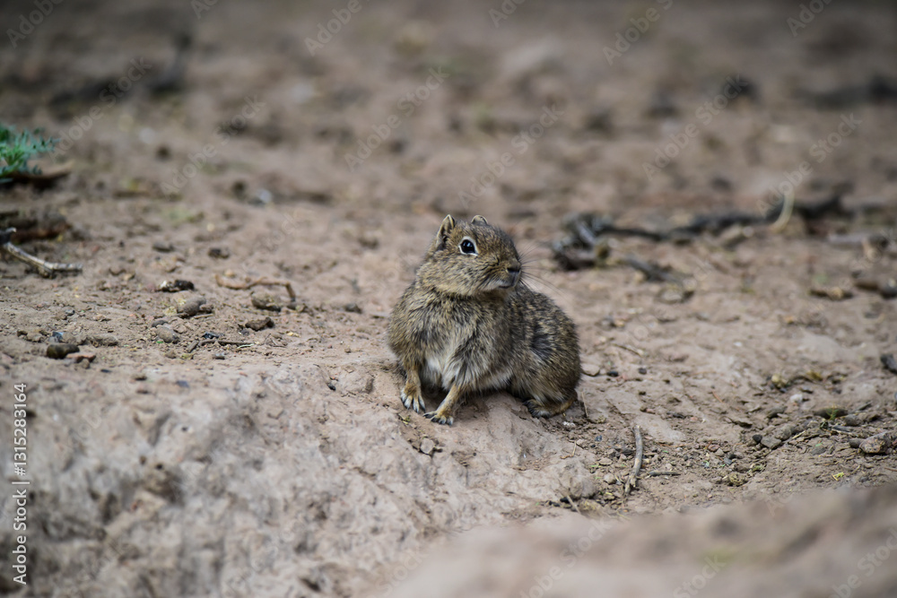 Desert Cavi, Lihue Calel National Park, La Pampa Province, Patagonia , Argentina Desert Cavi, Lihue Calel National Park, La Pampa Province, Patagonia , Argentina