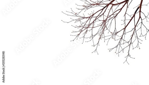 Delicate, bare branches isolated against a pure white backdrop, background, twig