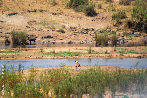 African lion hunting warthog in Kruger Park South Africa photo