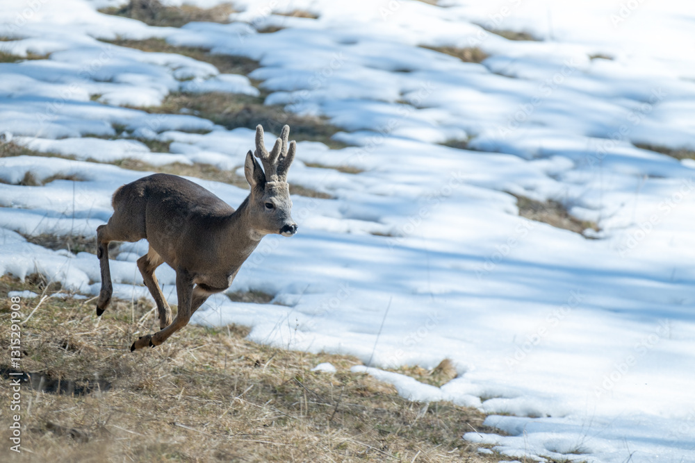 A beautiful male roe deer (Capreolus capreolus) with winter fur, running in the partially snow covered alpine meadows.