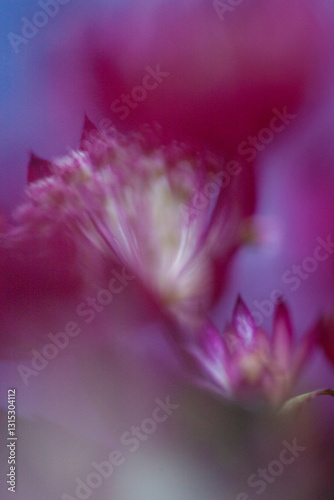 close up of pink flower