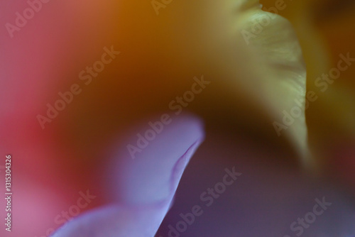 close up of flower