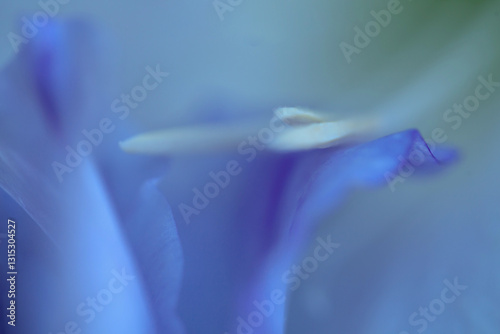 close up of a flower