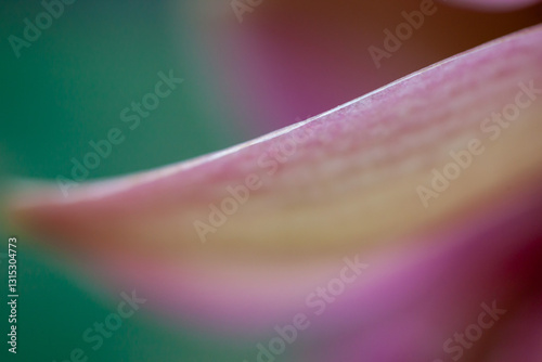 close up of pink flower photo