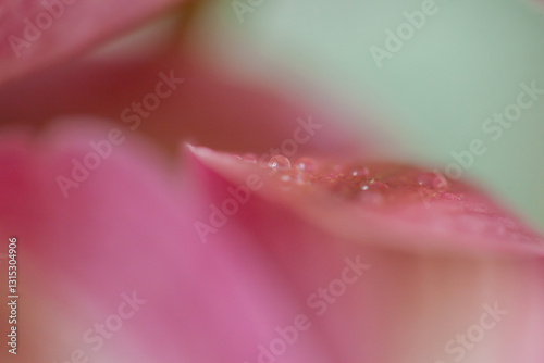rain drop on blossom