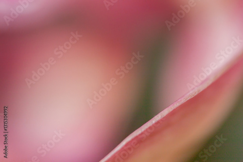 pink flower macro