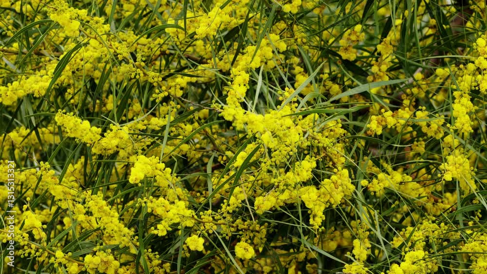 Golden wattle blossoms create a vibrant contrast with green foliage. High quality 4k footage