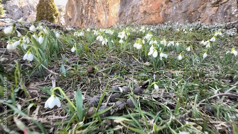 abundance of snowdrop flowers
