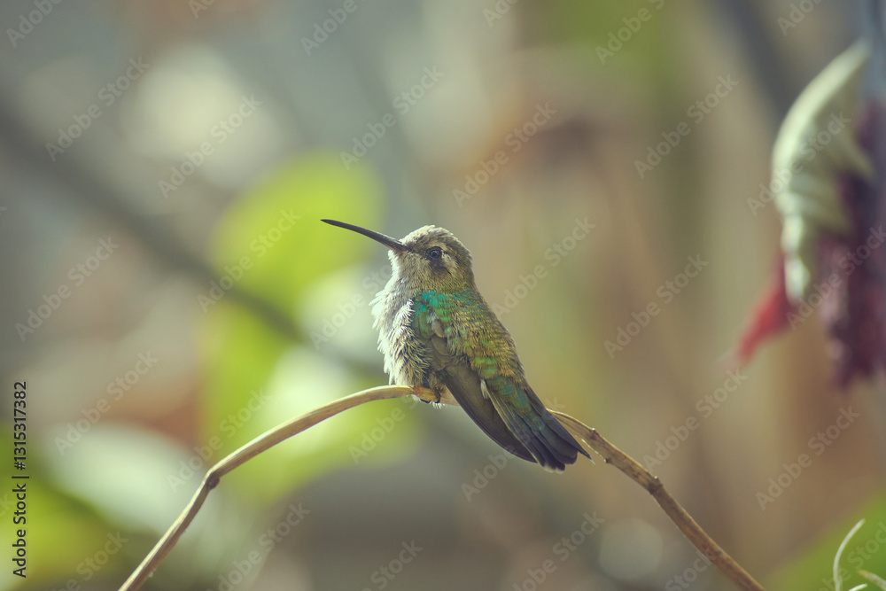 Fototapeta premium Fotos de colibríes, fondos naturales.