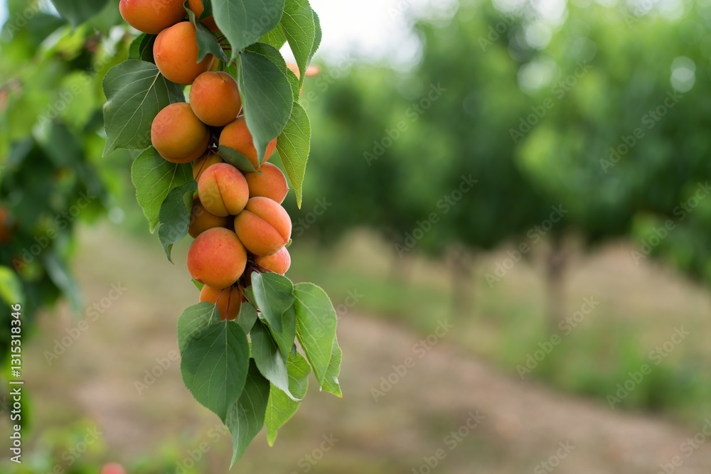 Fresh apricots hanging from a tree branch in a sunny fruit orchard during summer harvest season. Organic apricot