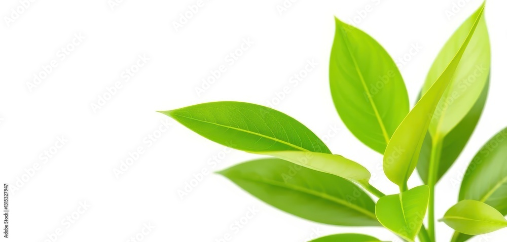 Fototapeta premium Single vibrant green plant isolated on pure white background, stock photo, green