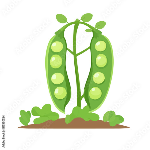 2D flat vector illustration Fresh peas growing in a garden icon isolated on a white background.

