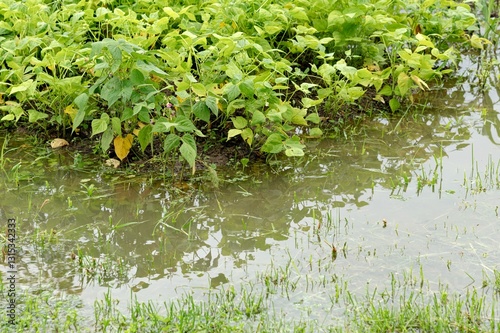 Flooding affects household garden area with standing water among plants during heavy rain
