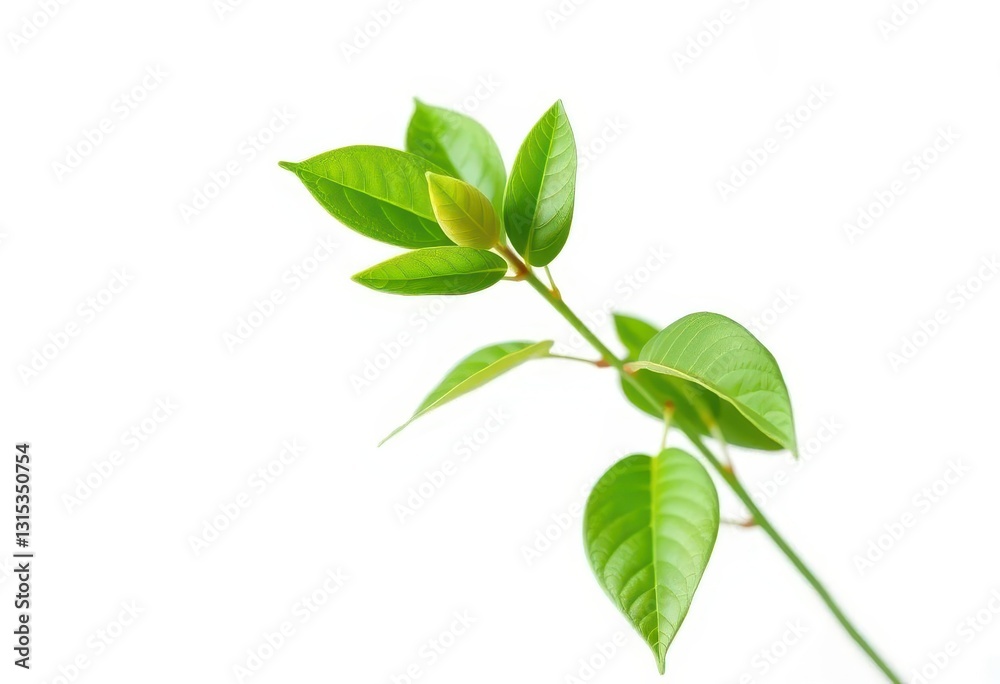 Single vibrant green plant, isolated on pure white, spring, design element Single vibrant green plant, isolated on pure white, spring, design element