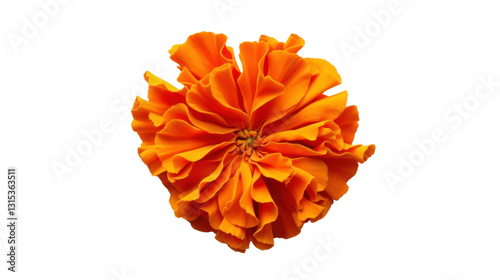 Vibrant orange marigold blooming on transparent background