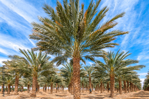 Plantations of date palms, image depicts healthy food production as well sust...
