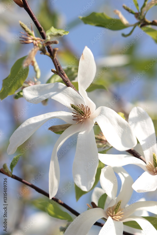 Close up of white magnolia flower Close up of white magnolia flower