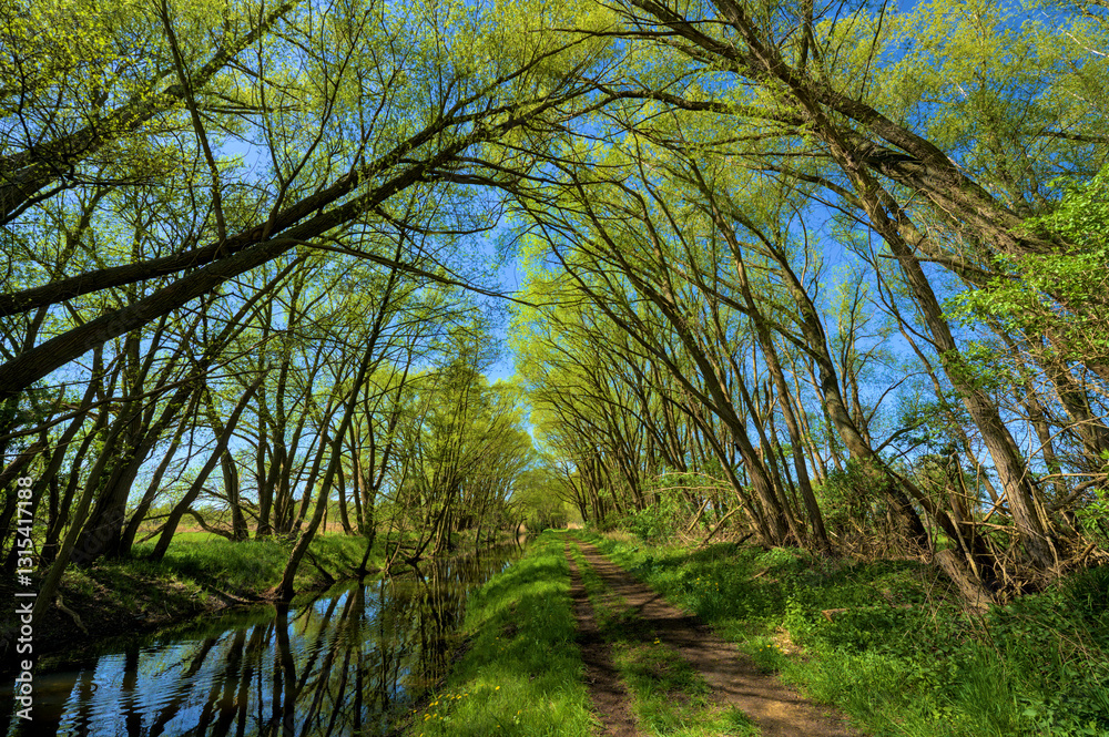Fototapeta premium Green Forest at Spring, Brandenburg, Germany