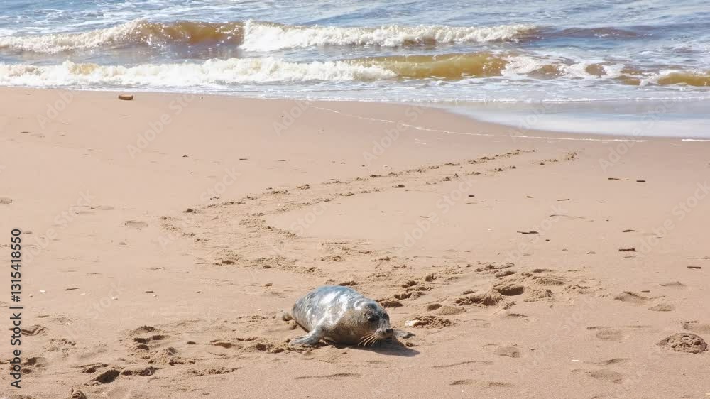 Seal pup crawls out of the water onto empty beach. Cold sea waves are rushing on sandy coast. Spring season migration. Fauna of North Europe. Watching for wild animals. Grey seal baby warms up in sun Seal pup crawls out of the water onto empty beach. Cold sea waves are rushing on sandy coast. Spring season migration. Fauna of North Europe. Watching for wild animals. Grey seal baby warms up in sun