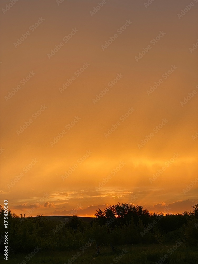 Fototapeta premium sunset over the field