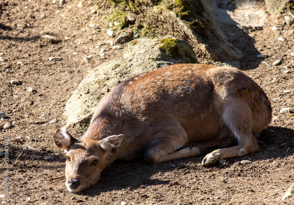 Fototapeta premium Portrait of a doe