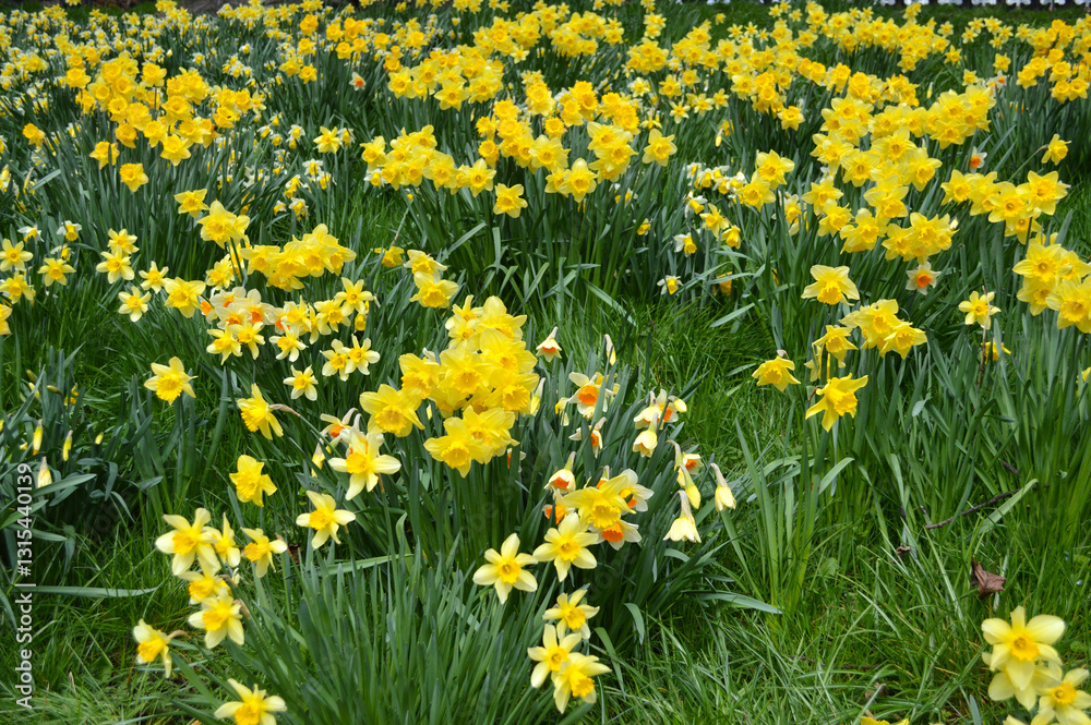 Fototapeta premium Yellow daffodils blooming at a park in Edinburgh Scotland, UK 