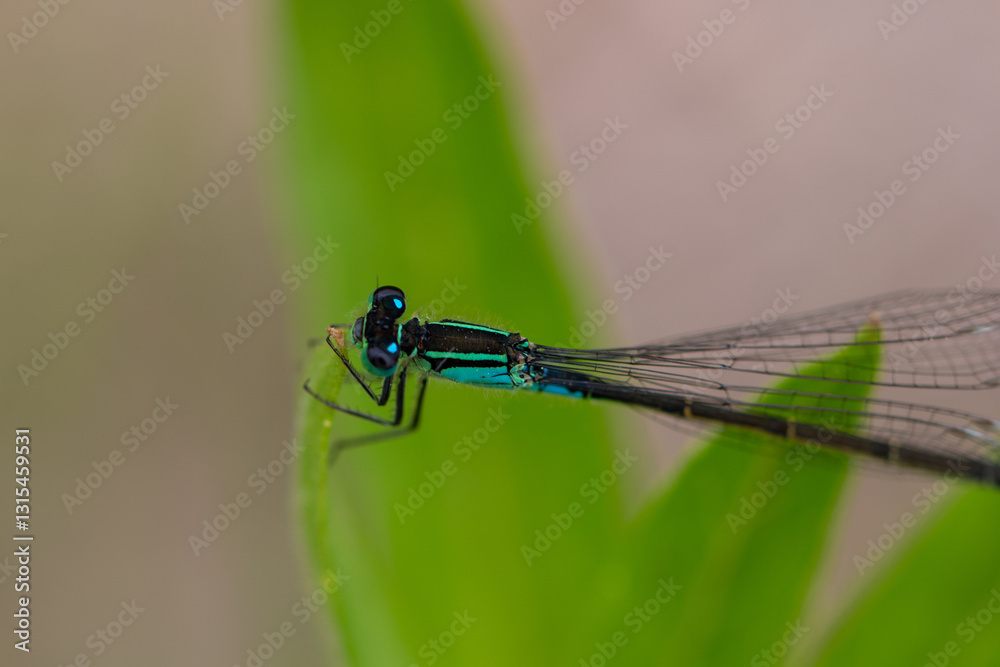 Macro - owady Macro - owady