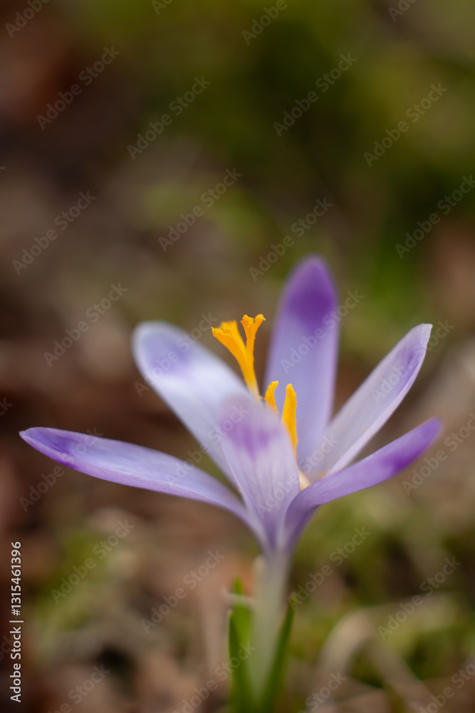 Krokusy Krokusy