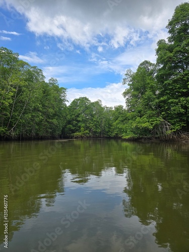 Mangroves of southern Costa Rica