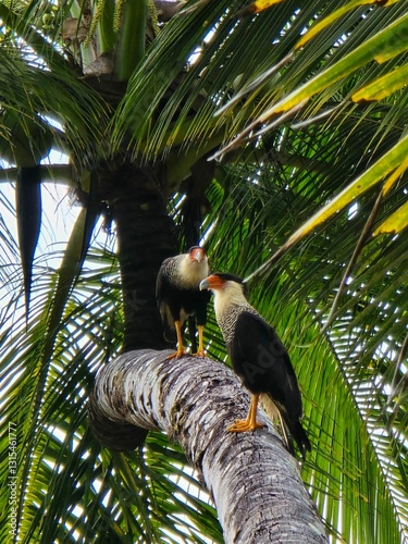 Palm tree in the jungle