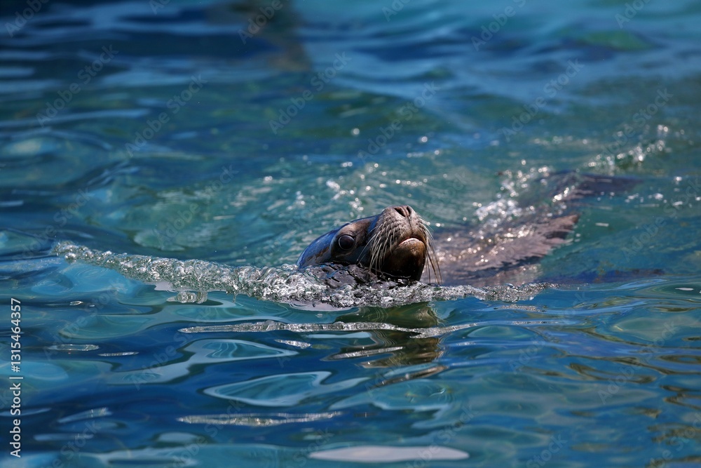 Fototapeta premium 水面から顔を出して泳ぐオタリア