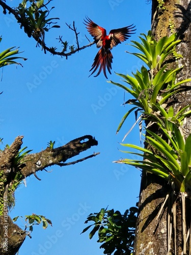 Scarlet Macaw 