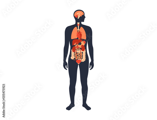 Human internal organs