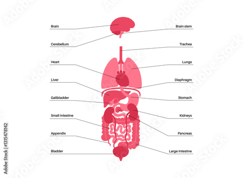 Human internal organs