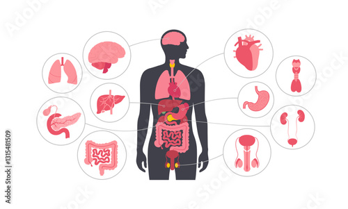 Human internal organs photo