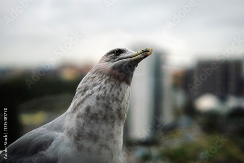 Seagull.