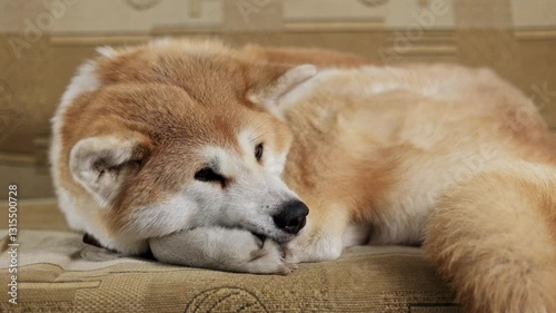 akita inu dog sleeping on orange couch with leaves texture medium shot