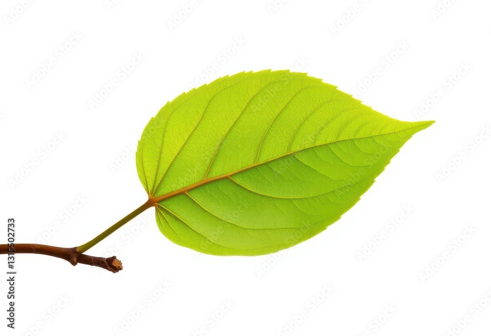 Obraz premium Single leaf, detached from branch, pristine white backdrop, white background, delicate
