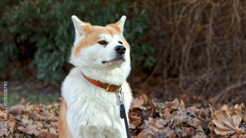 akita dog sitting calmly in autumn leaves with bushes in the background
