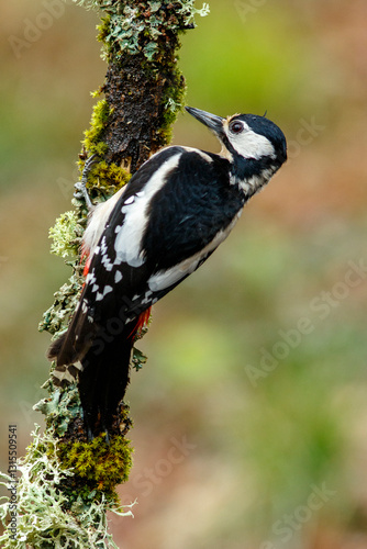 Great Spotted Woodpecker (Dendrocopos major) perched on a branch in the middle of the forest.