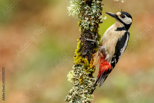 Great Spotted Woodpecker (Dendrocopos major) perched on a branch in the middle of the forest.
