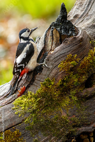 Great Spotted Woodpecker (Dendrocopos major) perched on a branch in the middle of the forest.
