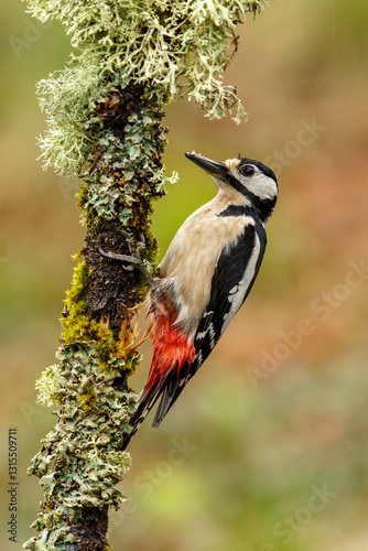 Great Spotted Woodpecker (Dendrocopos major) perched on a branch in the middle of the forest.