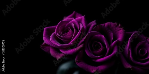 Dark purple roses, single bloom against black, luxurious greeting card, art, blooms