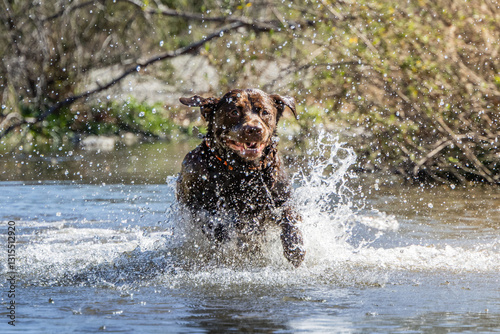 Energetic Brown Labrador Retriever Running Through Water with Splash – Action Dog Photography