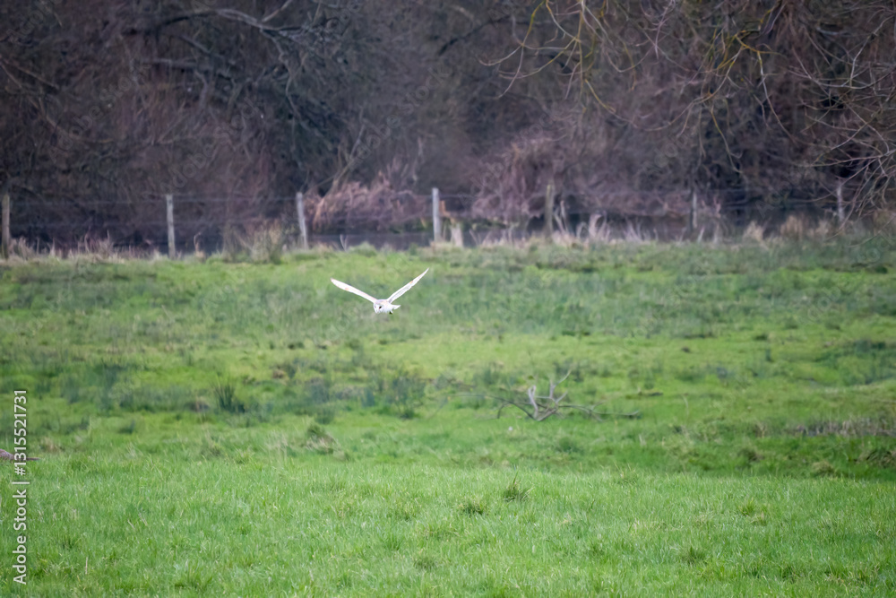 Fototapeta premium Barn owl (Tyto alba) in flight looking for prey in a meadow