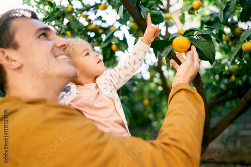 Little girl in her father arms points to tangerines on a tree. Side view