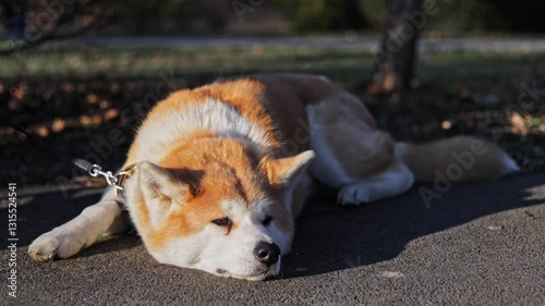 akita dog laying on the sidewalk in park bored at golden hour