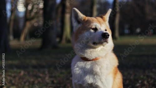 akita dog sitting calmly in autumn park with trees in the background at sunset